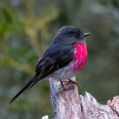 Petroica rosea at Hackett, ACT - 8 Aug 2022