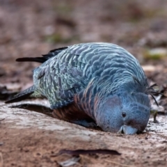 Callocephalon fimbriatum (Gang-gang Cockatoo) at Mount Ainslie - 6 Aug 2022 by Boagshoags