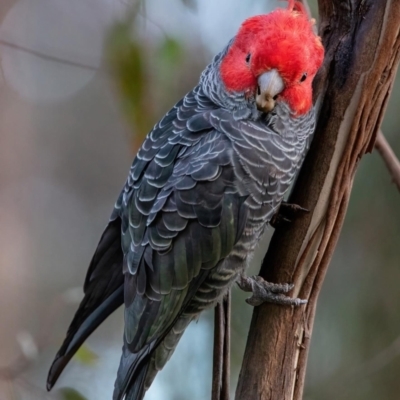 Callocephalon fimbriatum (Gang-gang Cockatoo) at Campbell, ACT - 8 Aug 2022 by Boagshoags