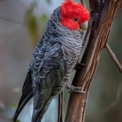 Callocephalon fimbriatum at Campbell, ACT - 8 Aug 2022