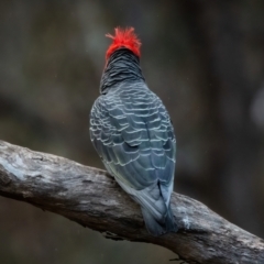 Callocephalon fimbriatum (Gang-gang Cockatoo) at Ainslie, ACT - 6 Aug 2022 by Boagshoags