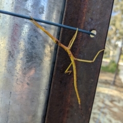 Unidentified Stick insect (Phasmatodea) at Thurgoona, NSW - 8 Aug 2022 by TrinityAnglicanCollege