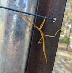 Ctenomorpha marginipennis at Albury - 8 Aug 2022 by TrinityAnglicanCollege