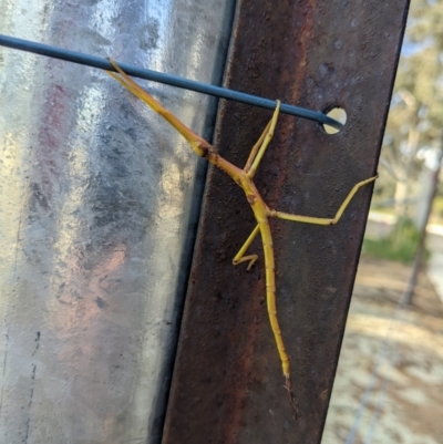 Unidentified Stick insect (Phasmatodea) at Thurgoona, NSW - 8 Aug 2022 by TrinityAnglicanCollege