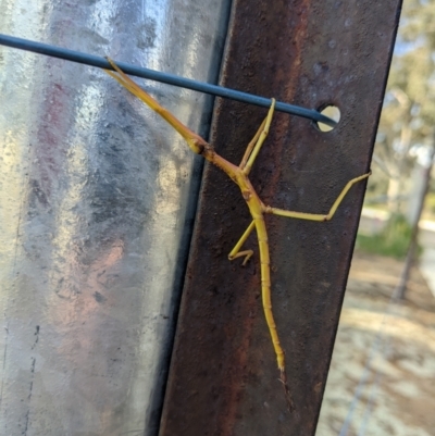 Ctenomorpha marginipennis at Thurgoona, NSW - 8 Aug 2022 by TrinityAnglicanCollege