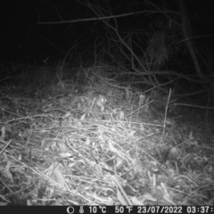 Vombatus ursinus (Common wombat, Bare-nosed Wombat) at Warners Bay, NSW - 2 Jun 2022 by gavinord