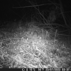 Vombatus ursinus at Warners Bay, NSW - 2 Jun 2022 03:08 AM
