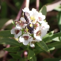 Amphylaeus (Agogenohylaeus) obscuriceps at Murrumbateman, NSW - 8 Aug 2022