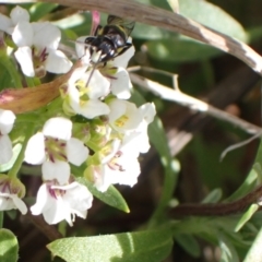 Amphylaeus (Agogenohylaeus) obscuriceps at Murrumbateman, NSW - 8 Aug 2022