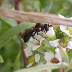 Amphylaeus (Agogenohylaeus) obscuriceps at Murrumbateman, NSW - 8 Aug 2022