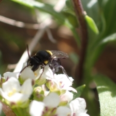 Amphylaeus (Agogenohylaeus) obscuriceps at Murrumbateman, NSW - 8 Aug 2022