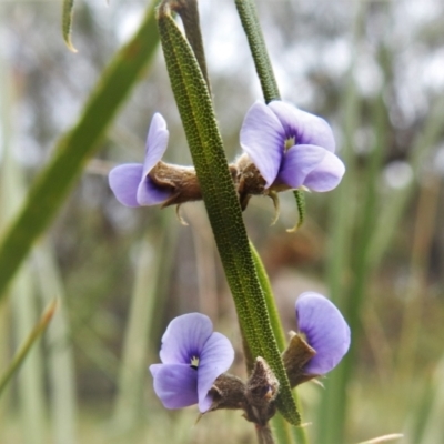 Hovea heterophylla (Common Hovea) at Paddys River, ACT - 8 Aug 2022 by JohnBundock