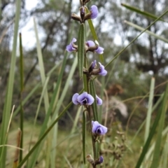 Hovea heterophylla at Paddys River, ACT - 8 Aug 2022