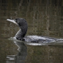 Phalacrocorax sulcirostris (Little Black Cormorant) at Paddys River, ACT - 7 Aug 2022 by JohnBundock