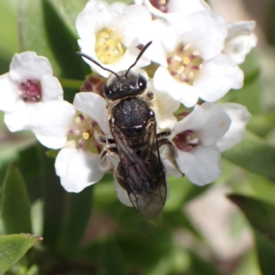 Lasioglossum (Chilalictus) sp. (genus & subgenus) (Halictid bee) at Murrumbateman, NSW - 8 Aug 2022 by SimoneC