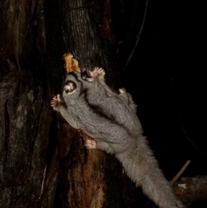 Petaurus notatus at Deakin, ACT - 9 Aug 2022