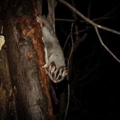 Petaurus notatus at Deakin, ACT - 9 Aug 2022