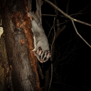 Petaurus notatus at Deakin, ACT - 9 Aug 2022 06:29 PM