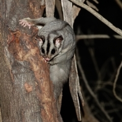 Petaurus notatus at Deakin, ACT - 9 Aug 2022