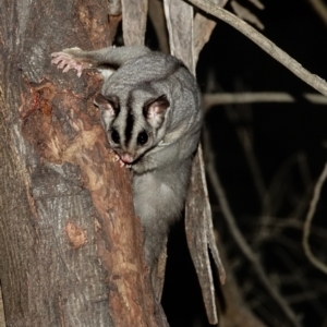 Petaurus notatus at Deakin, ACT - 9 Aug 2022