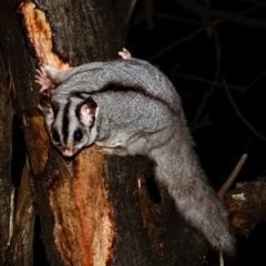 Petaurus notatus at Deakin, ACT - 9 Aug 2022 06:29 PM