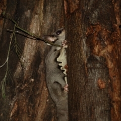 Petaurus notatus at Deakin, ACT - 9 Aug 2022 06:29 PM