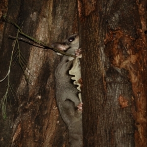 Petaurus notatus at Deakin, ACT - 9 Aug 2022