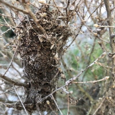 Unverified Insect at Belconnen, ACT - 7 Aug 2022 by JohnGiacon