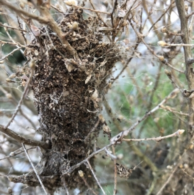 Unidentified Insect at Flea Bog Flat to Emu Creek Corridor - 7 Aug 2022 by JohnGiacon