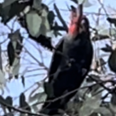 Callocephalon fimbriatum (Gang-gang Cockatoo) at Black Mountain - 10 Aug 2022 by LAllen