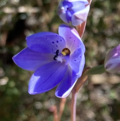 Thelymitra ixioides (Dotted Sun Orchid) at Vincentia, NSW - 8 Aug 2022 by AnneG1