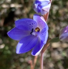 Thelymitra ixioides (Dotted Sun Orchid) at Vincentia, NSW - 8 Aug 2022 by AnneG1