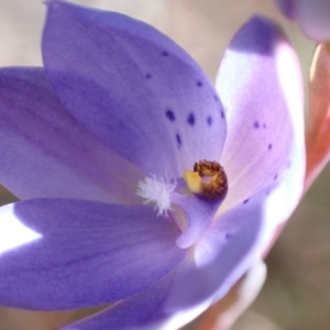 Thelymitra ixioides at Vincentia, NSW - suppressed