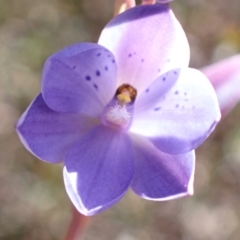 Thelymitra ixioides at Vincentia, NSW - suppressed