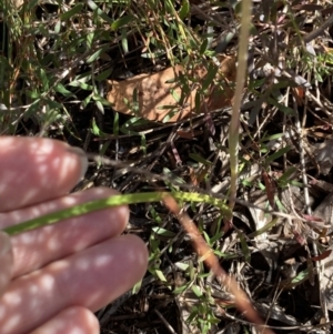 Thelymitra ixioides at Vincentia, NSW - suppressed