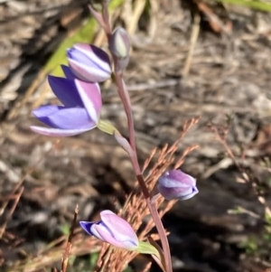 Thelymitra ixioides at Vincentia, NSW - suppressed