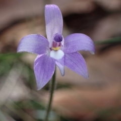 Glossodia major (Wax Lip Orchid) at Vincentia, NSW - 3 Aug 2022 by AnneG1