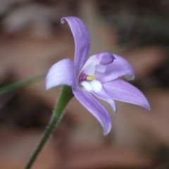 Glossodia major at Vincentia, NSW - suppressed