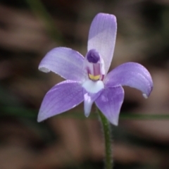 Glossodia major at Vincentia, NSW - suppressed