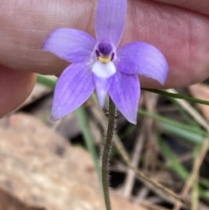 Glossodia major at Vincentia, NSW - suppressed