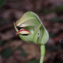Pterostylis curta (Blunt Greenhood) at Callala Beach, NSW - 31 Jul 2022 by AnneG1