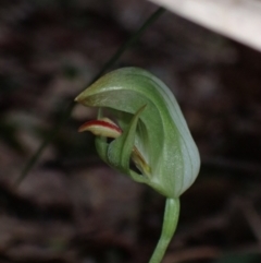 Pterostylis curta at Callala Beach, NSW - suppressed