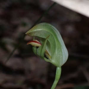 Pterostylis curta at Callala Beach, NSW - 31 Jul 2022