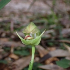 Pterostylis curta at Callala Beach, NSW - suppressed