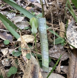 Pterostylis curta at Callala Beach, NSW - 31 Jul 2022