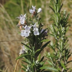 Rosmarinus officinalis (Rosemary) at Pollinator-friendly garden Conder - 22 May 2022 by michaelb