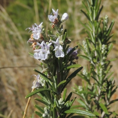 Rosmarinus officinalis (Rosemary) at Pollinator-friendly garden Conder - 22 May 2022 by michaelb