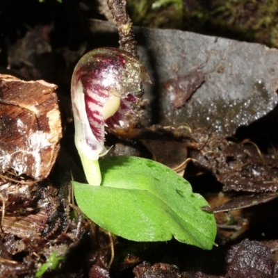 Corysanthes grumula (Stately helmet orchid) at Paddys River, ACT - 8 Aug 2022 by RobG1