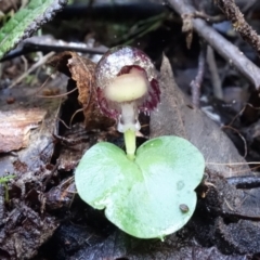 Corysanthes grumula at suppressed - 8 Aug 2022