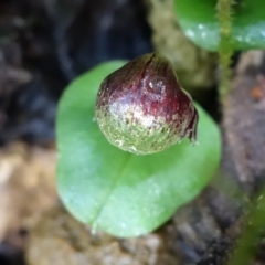 Corysanthes grumula at suppressed - suppressed